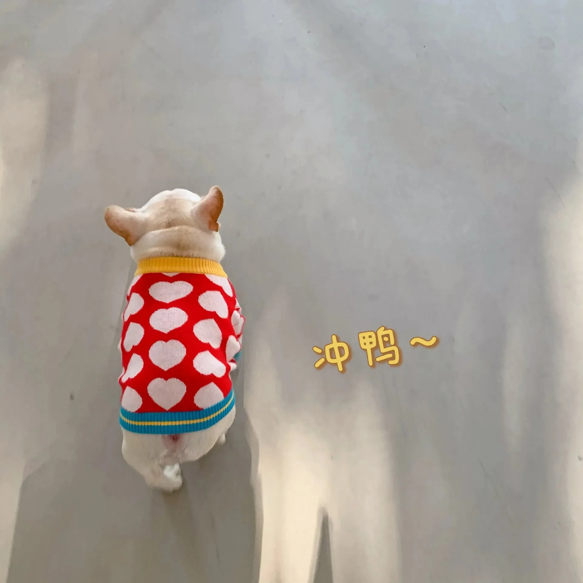Sweet Heart Collection: Winter Warm Pet Coat - Adorable Sweater for Small to Medium Dogs, Perfect Puppy Chihuahua Clothing, and Yorkshire Outfit in Sizes S-XXL